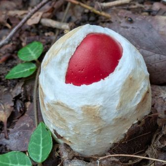 タマゴダケ🍄
この形納得致しました😄