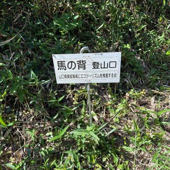 観光看板の反対側に登山口。