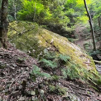 大きな岩だ。鎮座してる。
