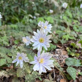 早起きして来て良かったです
次は大洞山周回ルートで逢いに来よう