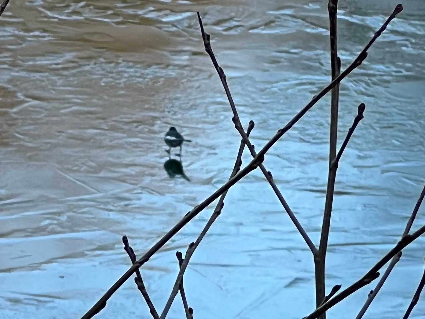 凍った、たっちゃん池の上を、鳥🦆🦅🦉がスケート⛸？