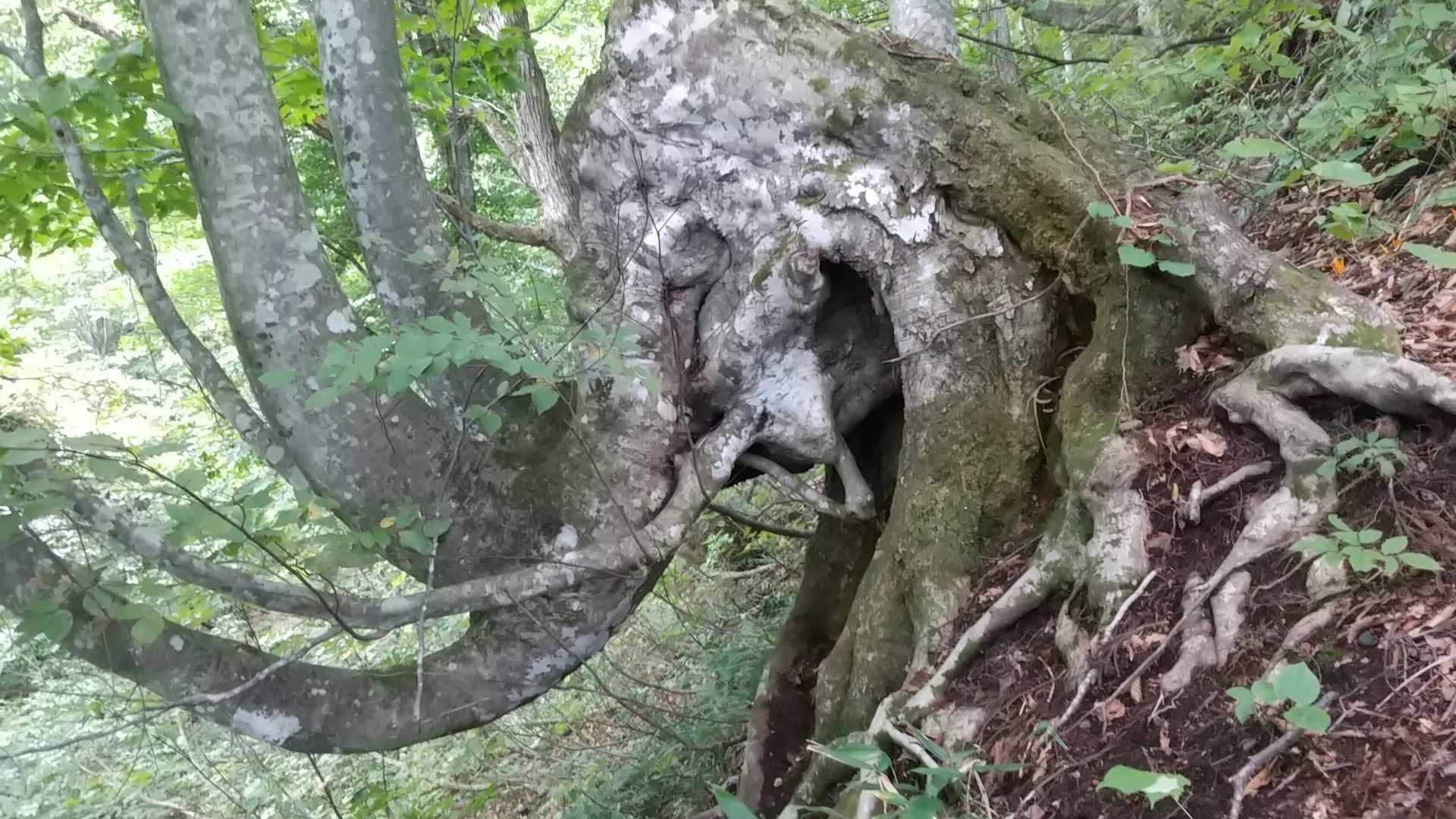 みなさんのレポで見たマンモス🤭