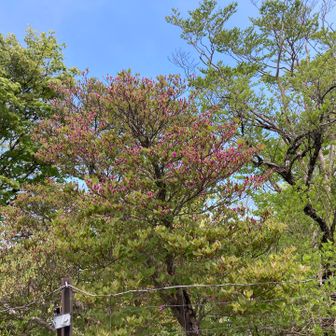 上の方ではさっき見た花がまだ咲いてない