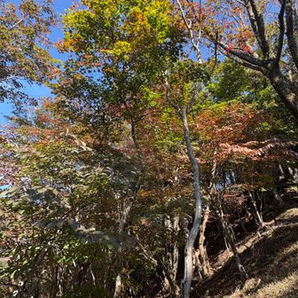 紅葉もすすむ