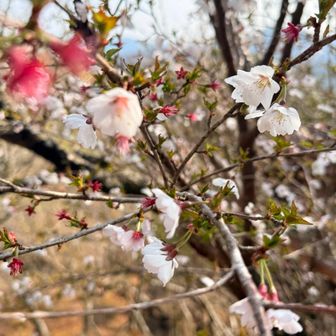 こっちは、広大な伊豆稜線歩道に人がまばら。お花見もほぼ山の貸切で😄