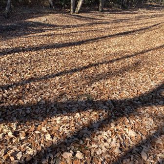 落葉フカフカです🍁