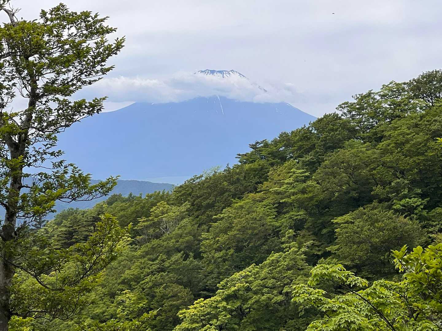 加入道山-大室山 往復コースの写真