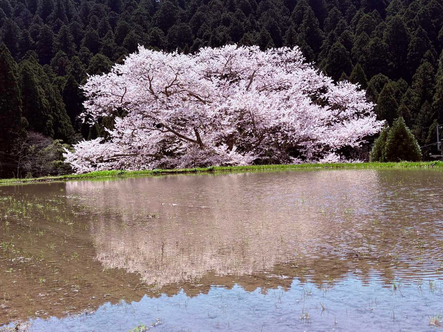 上がってくると田んぼに映る桜
牛繋ぎの桜🌸とも呼ばれてます