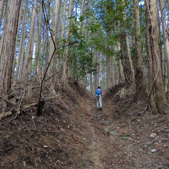 やはり登山者はいない