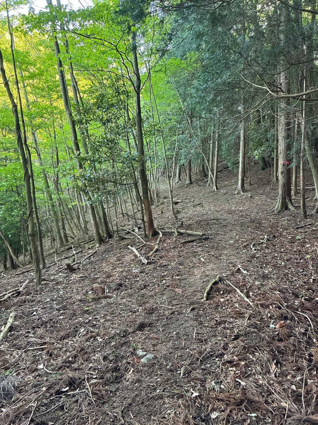 福見山 往復コースの写真
