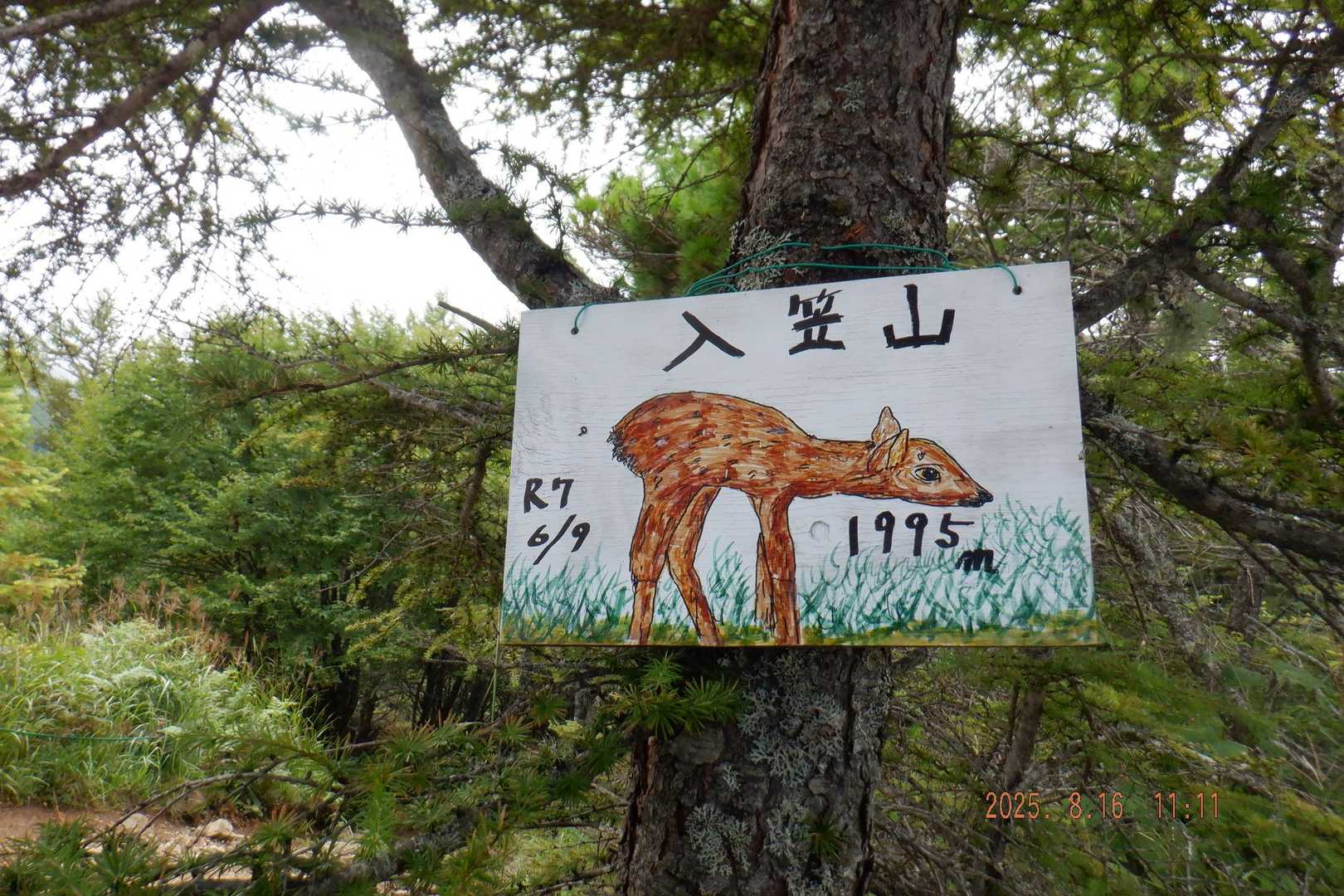 ゴンドラ山頂駅-入笠山-大阿原湿原 往復コースの写真