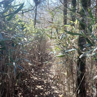 笹藪の道
(笹がばしばし当たってくる)