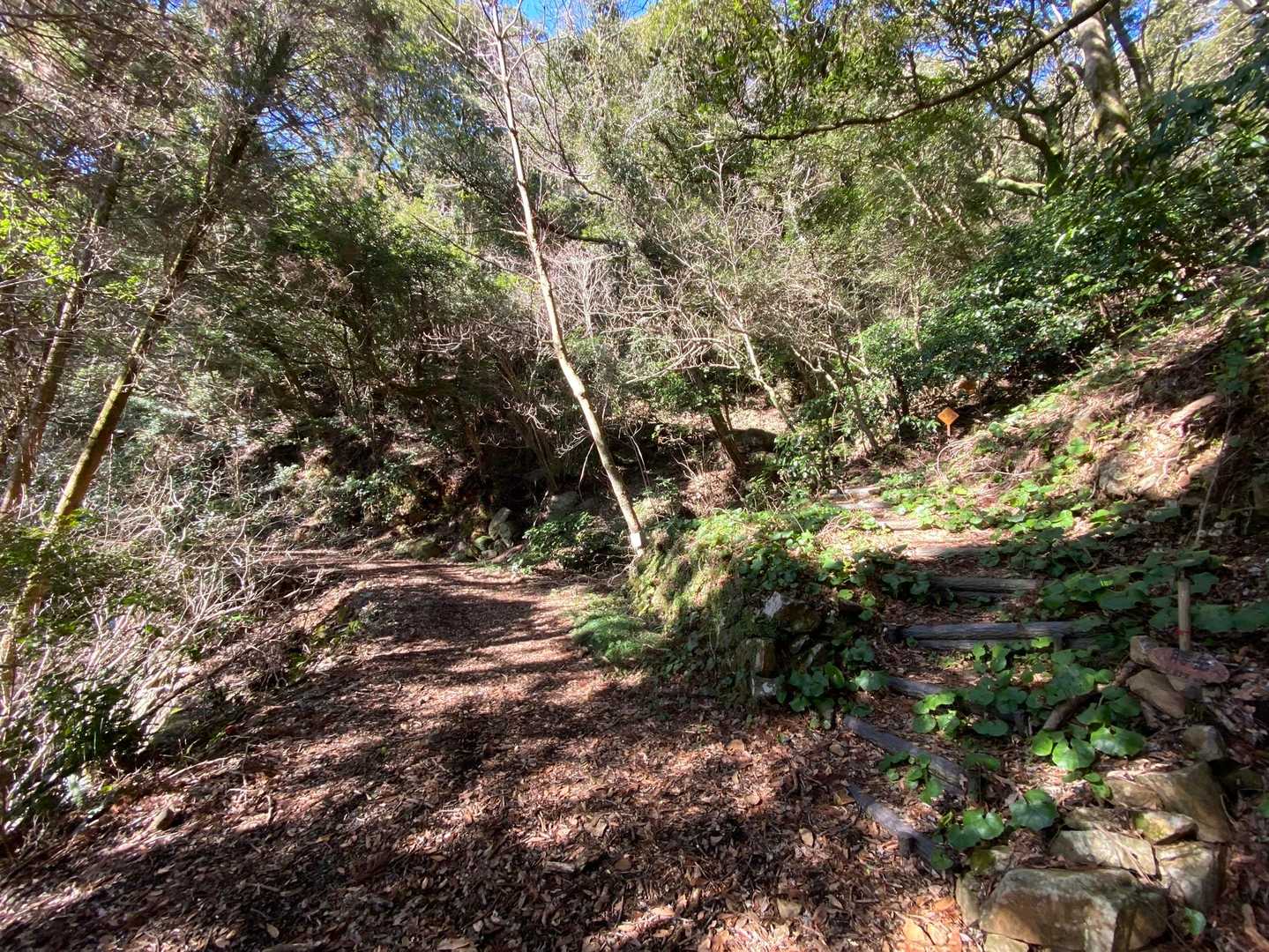 階段を降りると未舗装の林道に出ました🌲
このまま林道を進みます🚶‍♂️