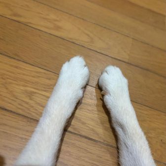 ハーセ