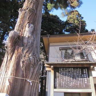 王城山の神杉
長野原町指定天然記念物
樹齢推定400年で幹回り4.64m樹高36ｍ