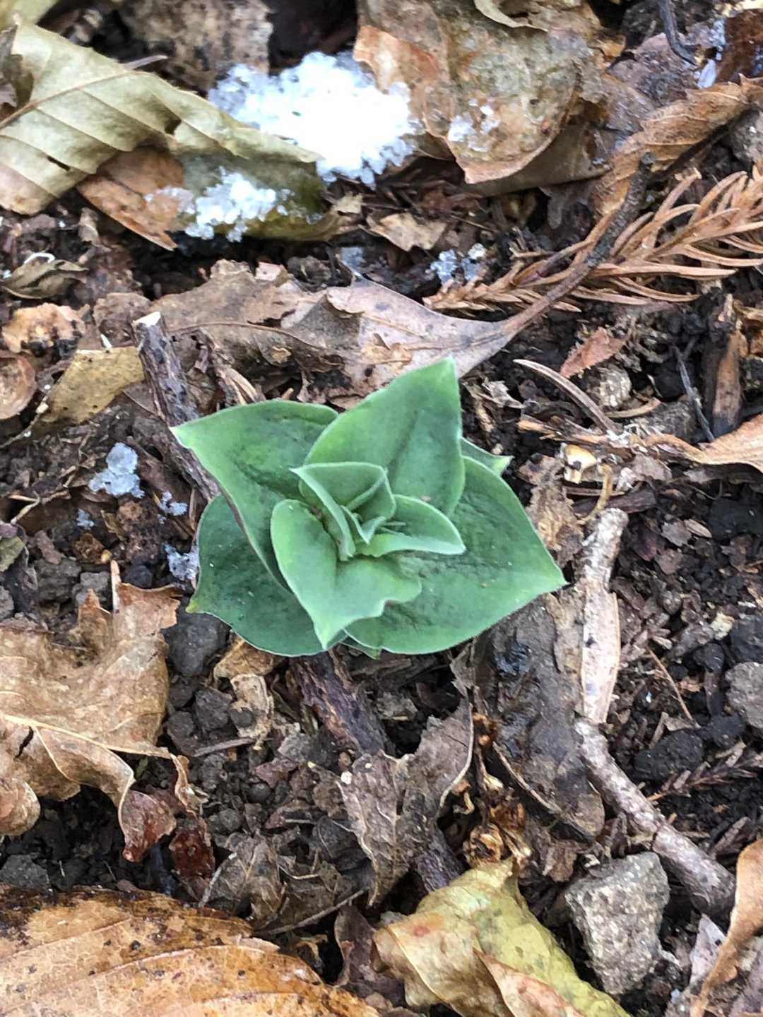 リンドウの芽吹きかな　冬を越すんだね