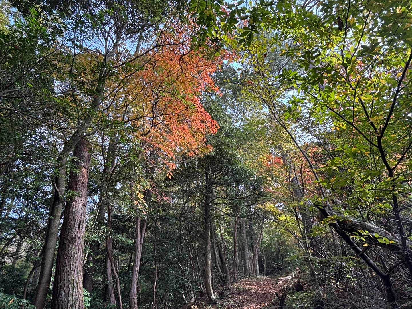 奥宮は中腹、山頂まではまだ先があります。
紅葉がちらほら🍁