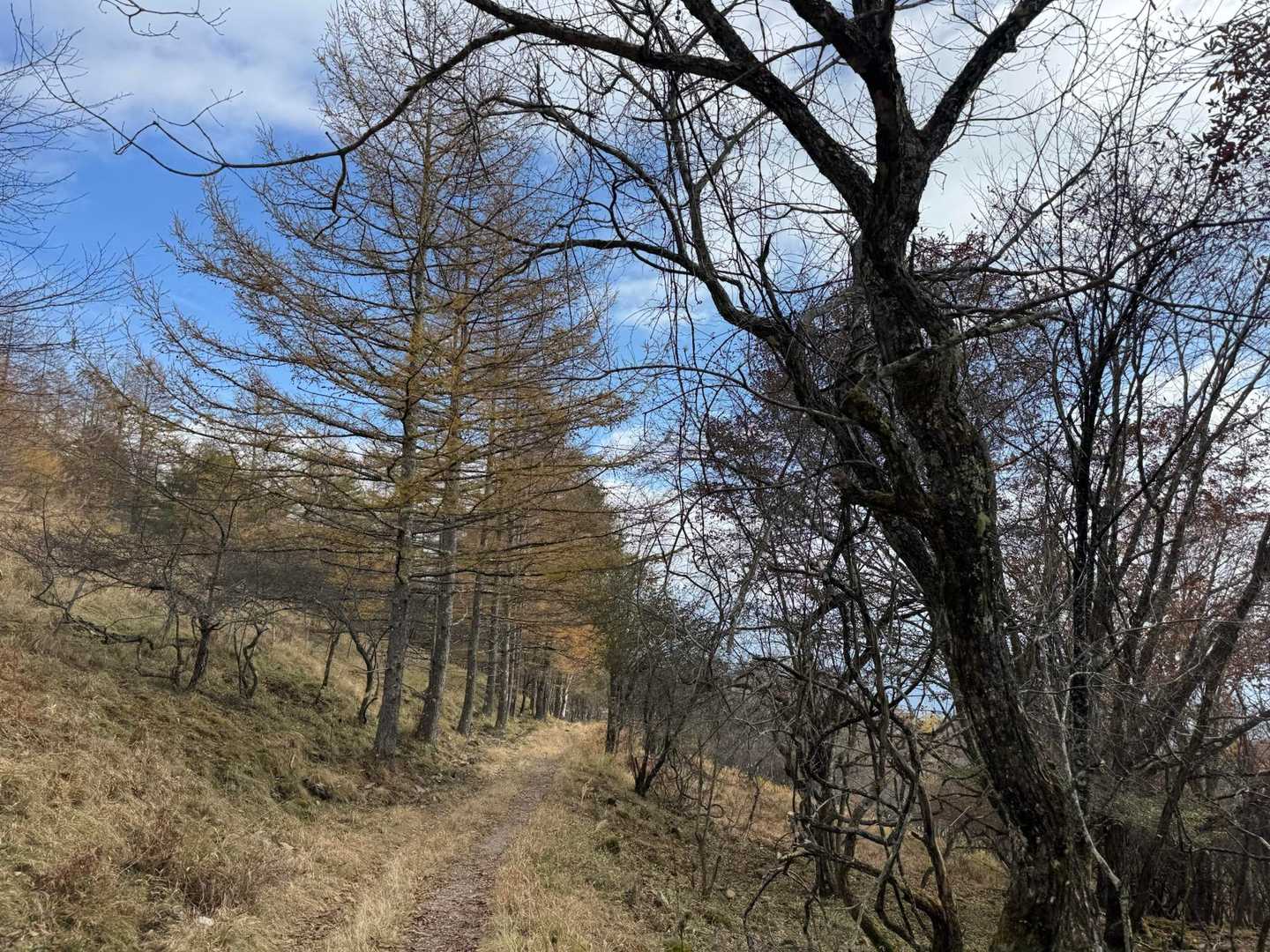 なだらかで天国🌲