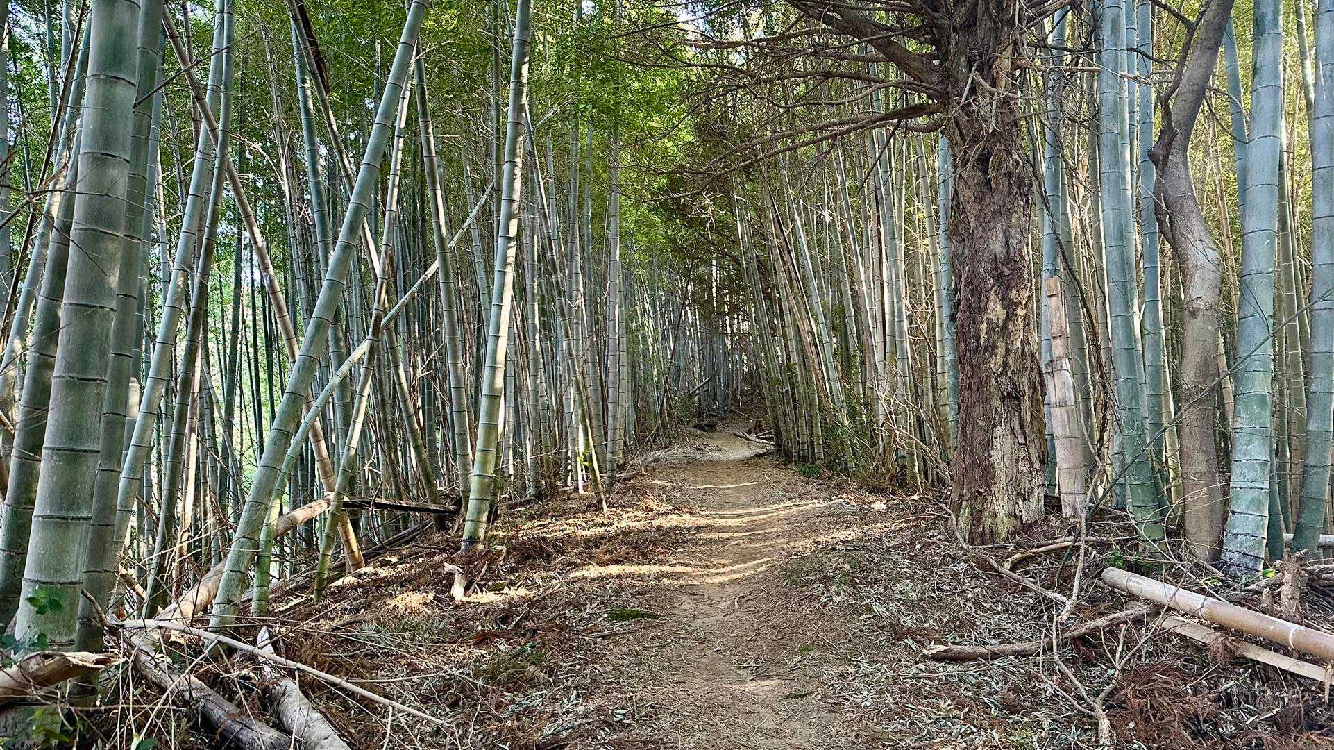高草山 往復コースの写真