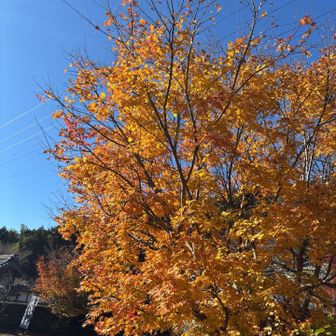 オレンジの紅葉🍁