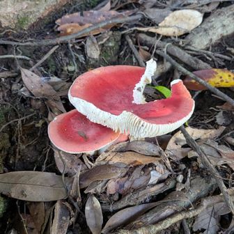 赤い🍄
タマゴタケ!?🤔