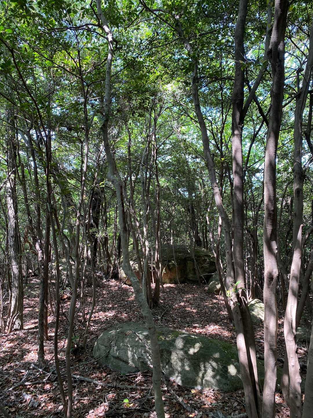 ………で、、、
ここが金剛山山頂💧
マップにコメント入れましたが、亀岩展望台はもうちょい先にあって、ズレてます。
本ルートから少し入ったところにこの山頂ありますが、なぜか💦そこに鳥獣捕獲用罠が仕掛けてあり必ず避けて行かないと着きません。