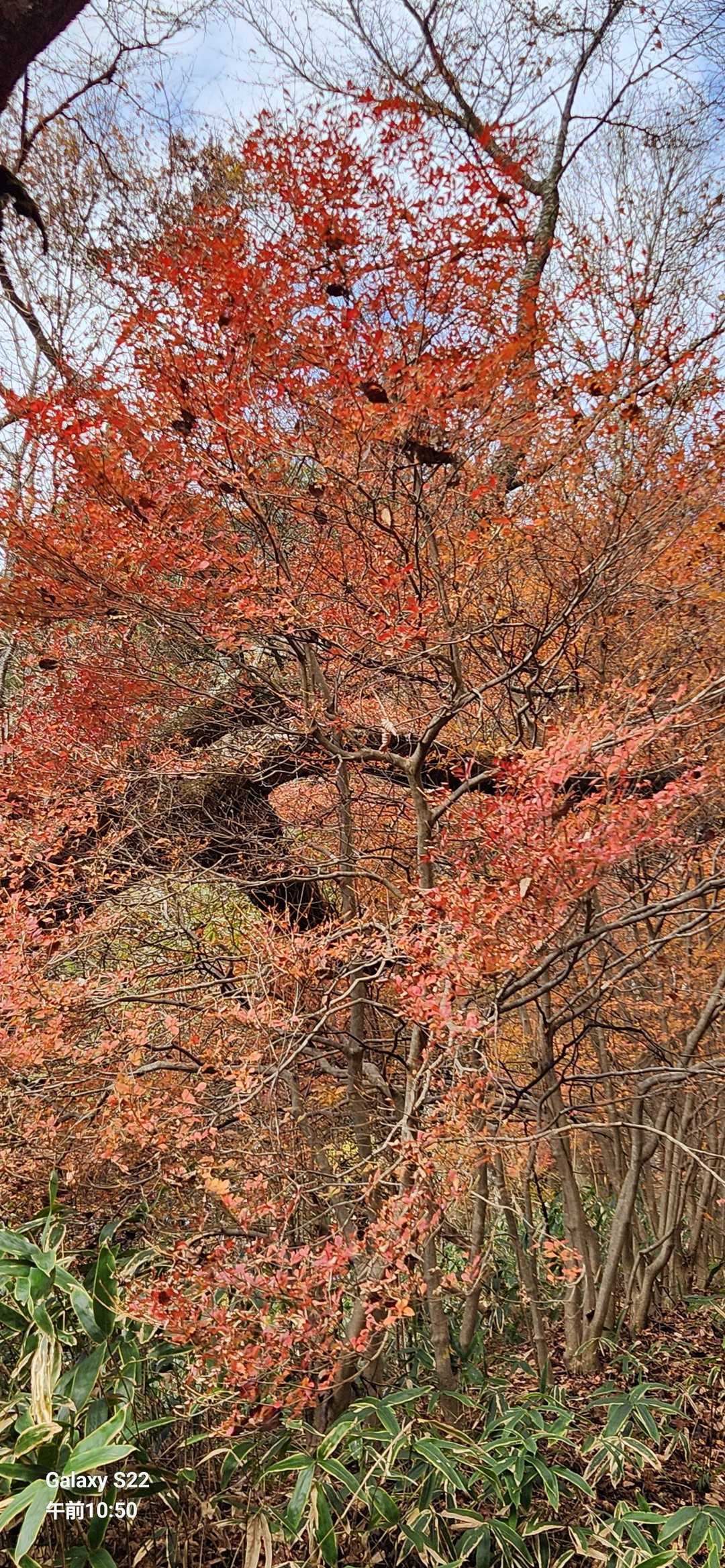 ここは、紅葉🍁が綺麗
日輪寺がすぐ下にあります