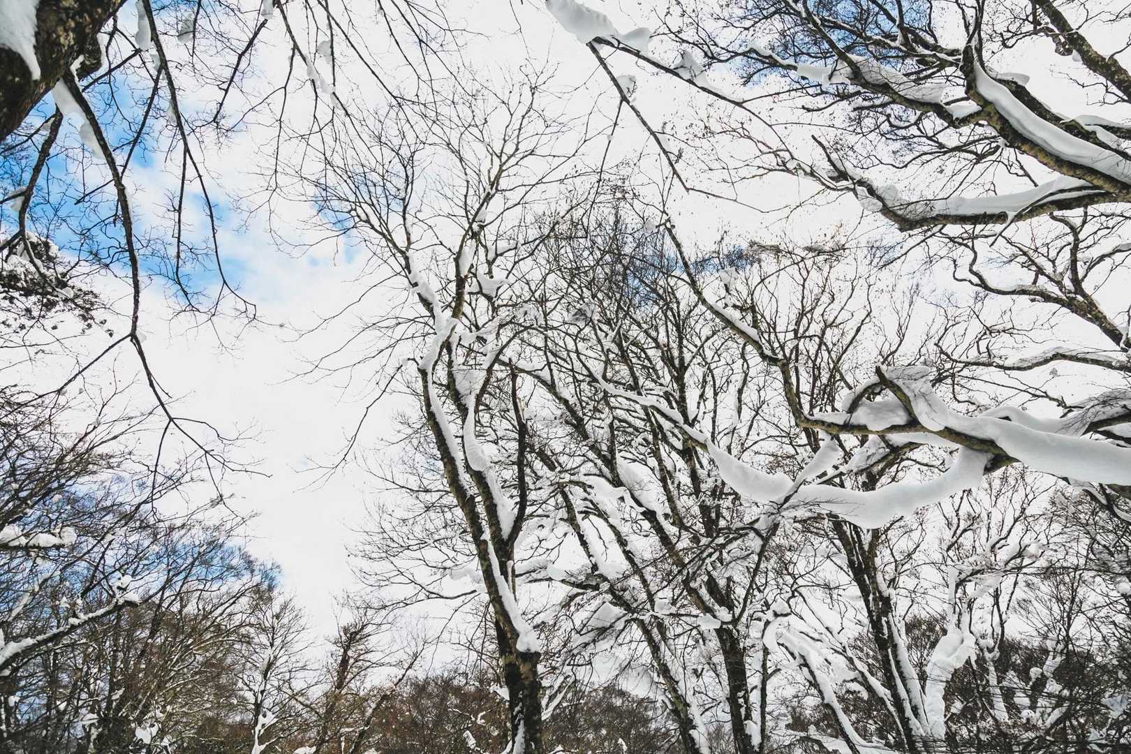 キレイだなぁ〜❄️🌲