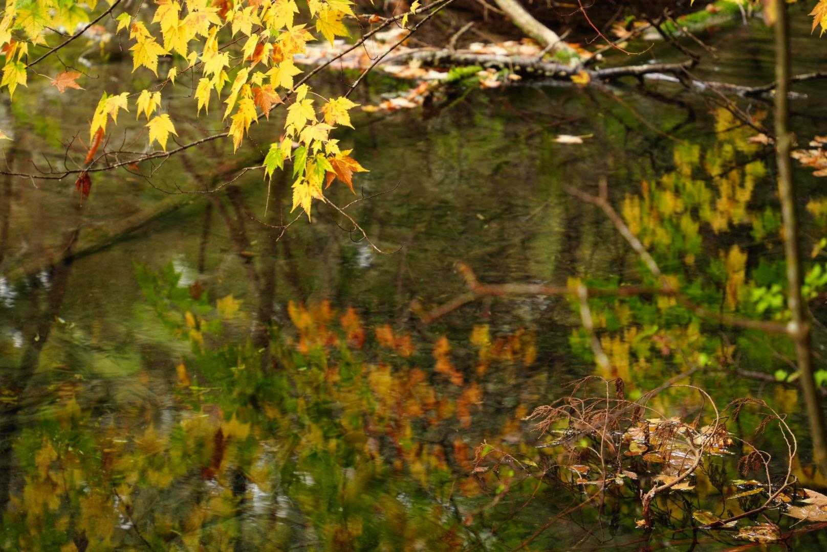 雨は上がり曇り空
水面に紅葉