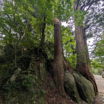 『和合の岩』
和合とは、なかよくすることの意。
老木と岩が自然に調和していることが由来。
いろんな仲に悩む人がこの岩に祈ると願いが叶うといわれてるらしい。