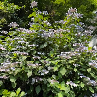 この紫陽花もご覧ください😑
