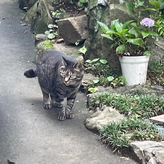 人慣れしています。