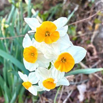 水仙が結構咲いていました、早い😱