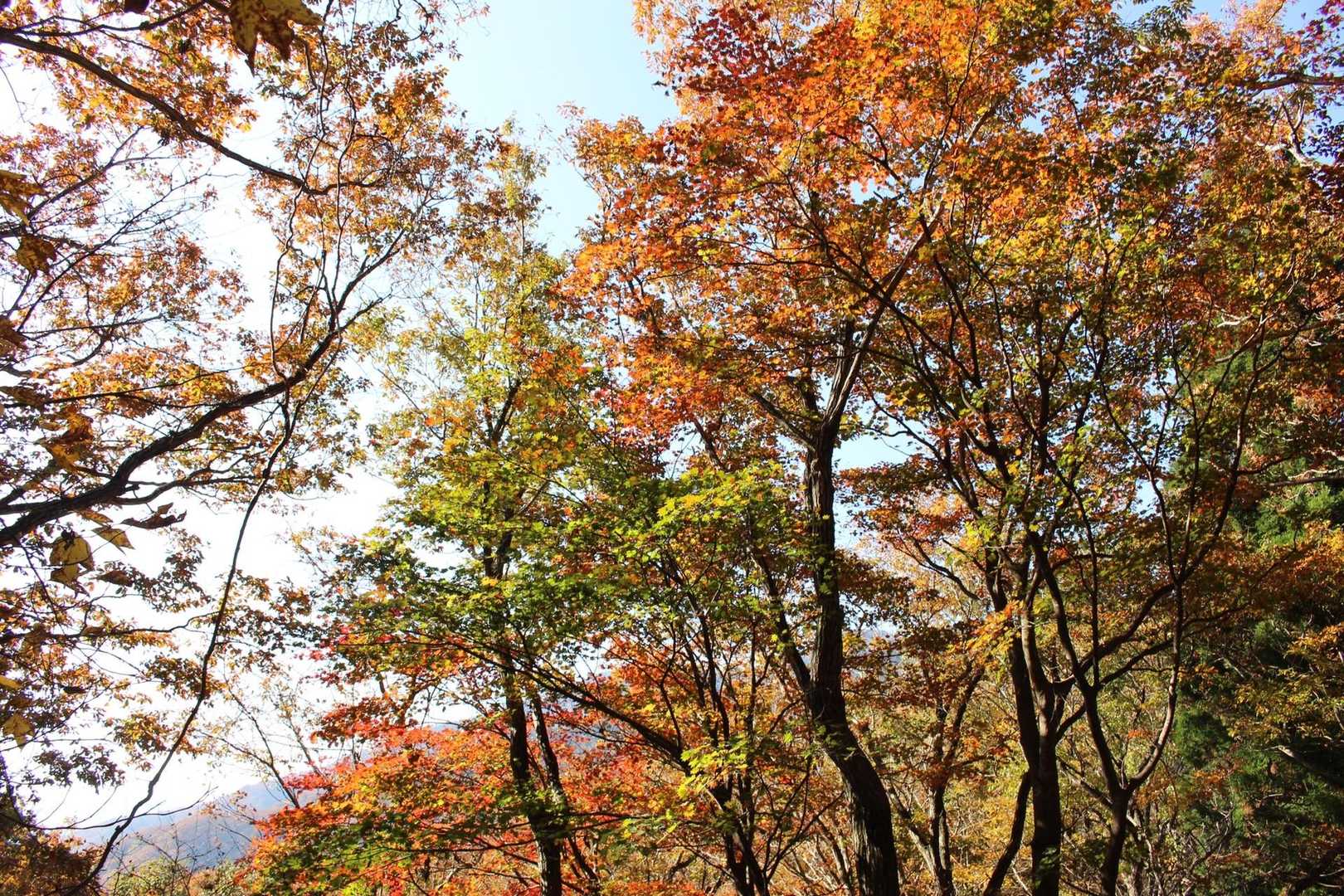 日坂越-鍋倉山 往復コースの写真