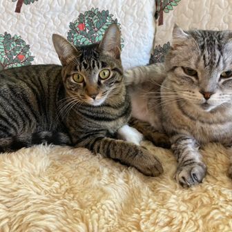 足ひっぱりのじじぃ