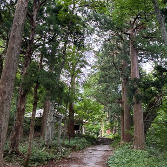 木陰で気持ち良い樹林帯