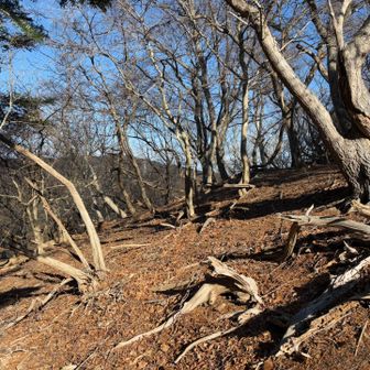 眺める景色は風情ある枯れ木と
その向こうに大六天山😅
強風だけど背中は陽射しでほんわか
いつのまにか気分もまったり
