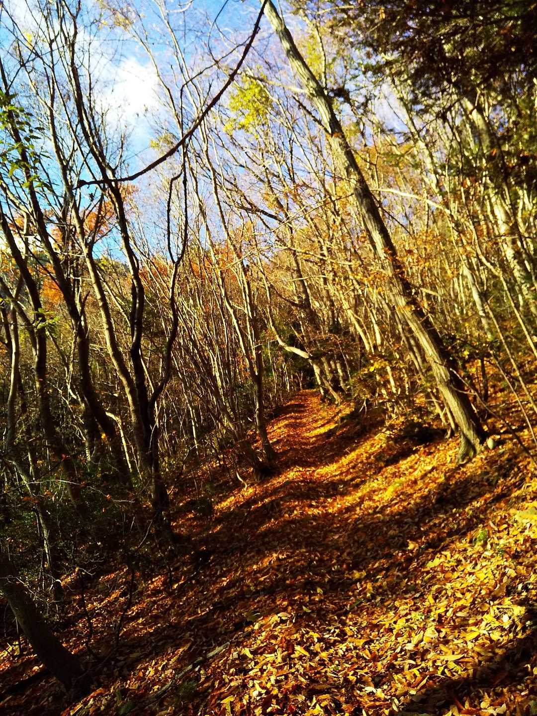 竜王山-竜王山 往復コースの写真