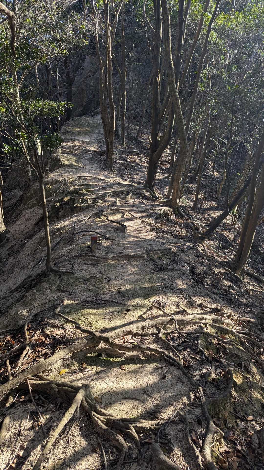 尾根道
よろけたら転げ落ちます😱