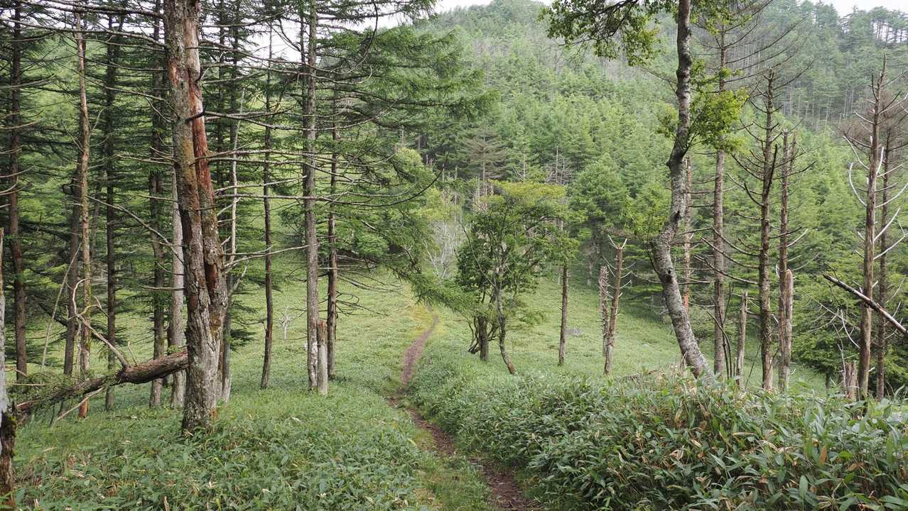 中央分水嶺トレイル（長門牧場〜白樺湖〜八島湿原〜三峰山〜美ヶ原）、2daysスルーハイク の写真 30