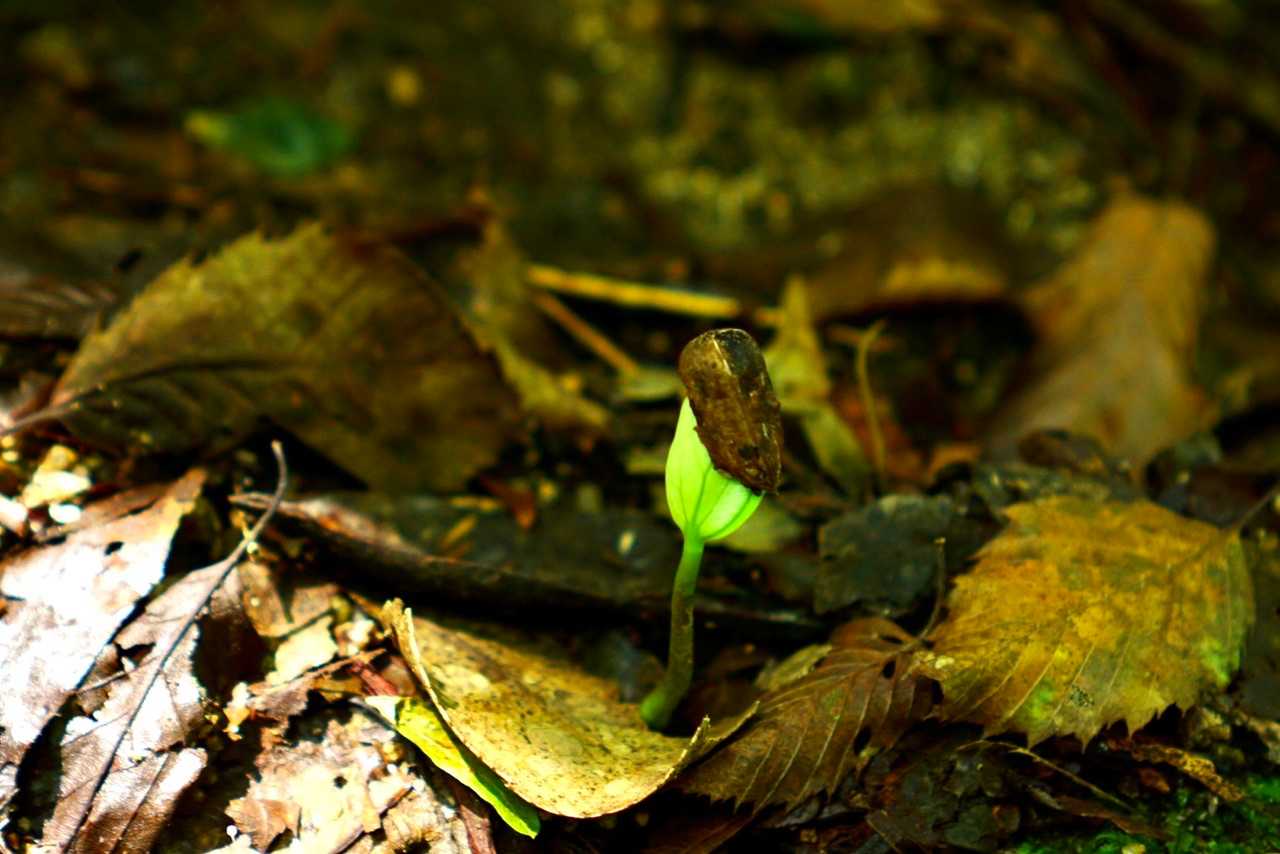 なんか芽が出てる🌱✨
帽子かぶってか〜わいい😻
