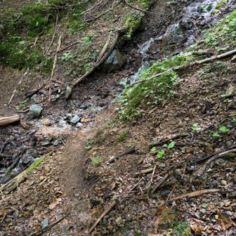 飲めるか不明だけど数カ所ある水場
