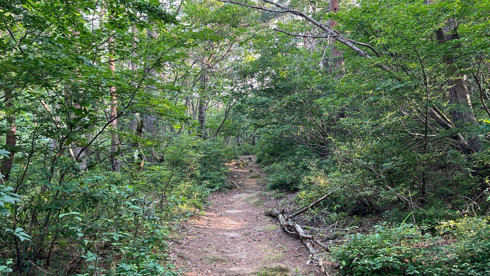 最初は樹林帯の快適な登山道