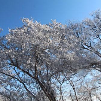 青空に薄い霧氷