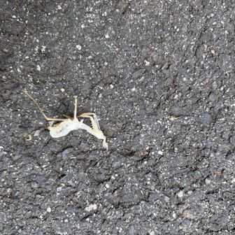 カマキリさんの抜け殻
脱皮って凄い🌀
真剣に考えるとね…