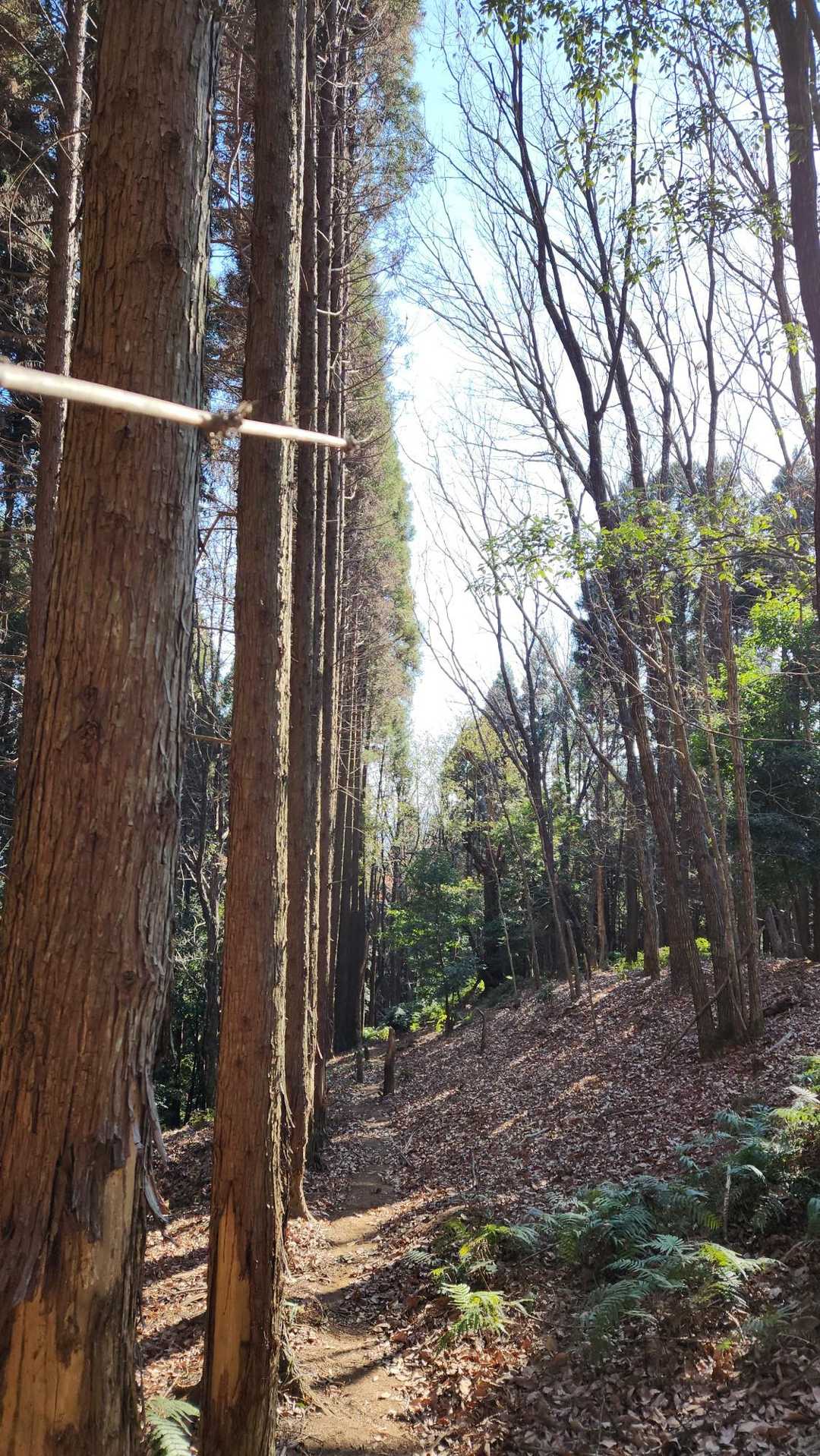 杉、整列！