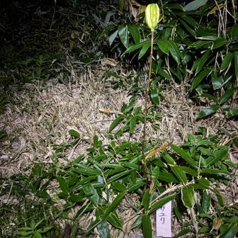 テン場にササユリがポツンと一輪🥀