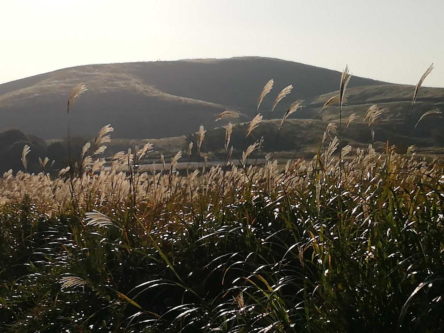 🌾🌾🌾