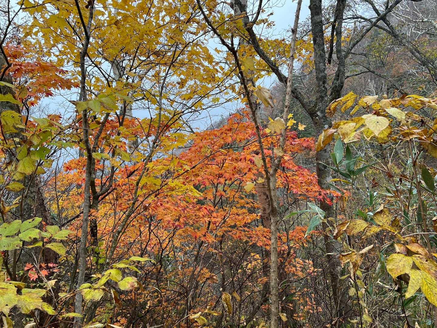 Cコースで下山中にも紅葉🍁