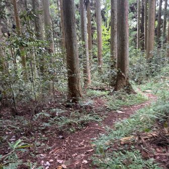 少し歩きやすくなった？